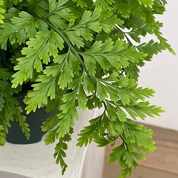 アスプレニウム：ブルビフェルム　5号吊り鉢植え