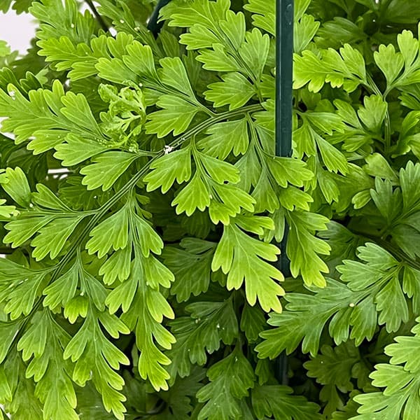 アスプレニウム：ブルビフェルム　5号吊り鉢植え