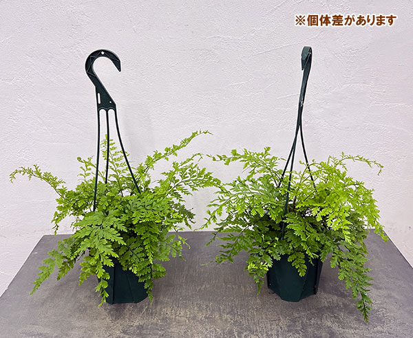 アスプレニウム：ブルビフェルム　5号吊り鉢植え