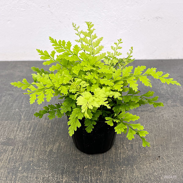 アスプレニウム：ブルビフェルム　3号ポット