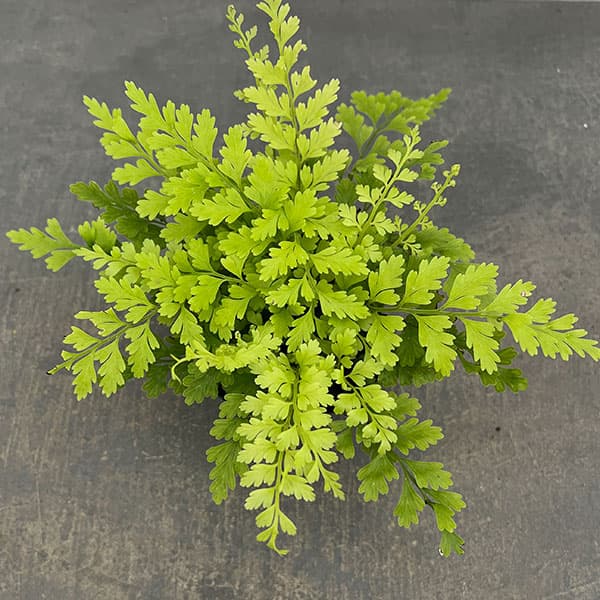 アスプレニウム：ブルビフェルム　3号ポット