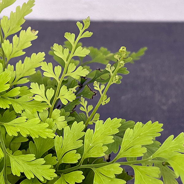 アスプレニウム：ブルビフェルム　3号ポット