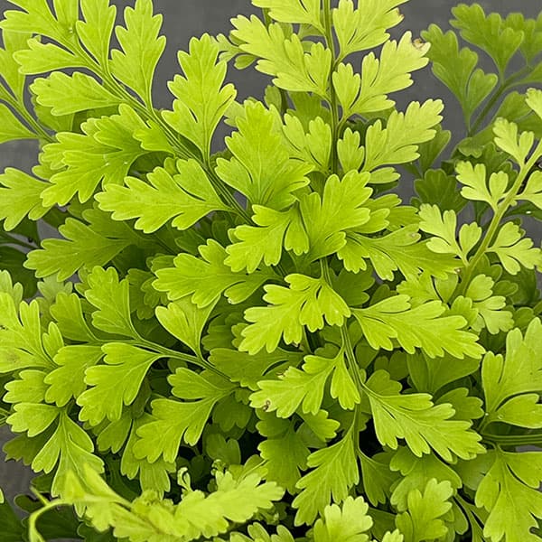 アスプレニウム：ブルビフェルム　3号ポット