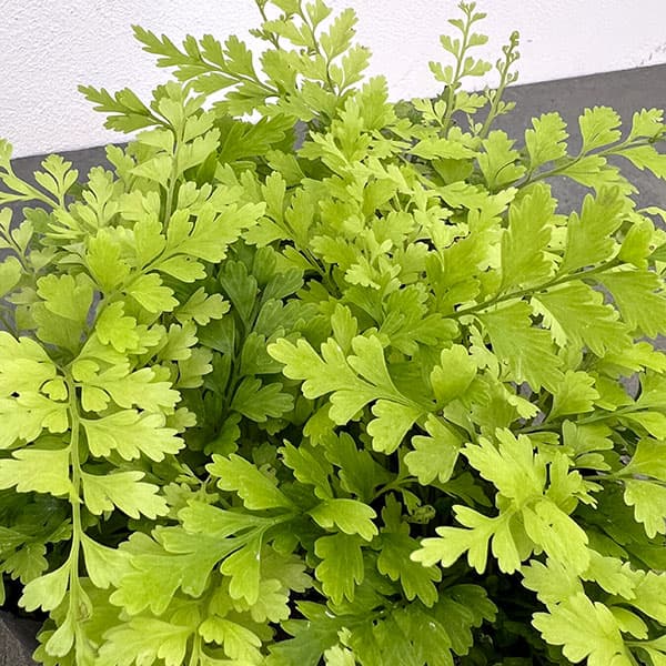 アスプレニウム：ブルビフェルム　3号ポット