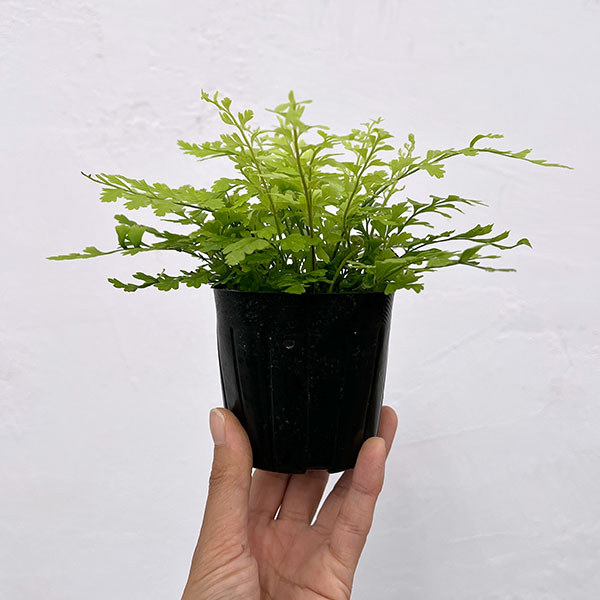 アスプレニウム：ブルビフェルム　3号ポット