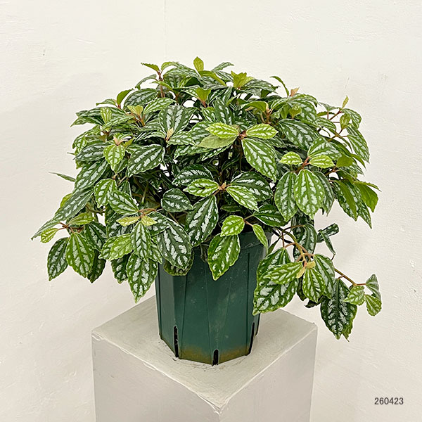 ピレア：カディエレイ6号鉢植え