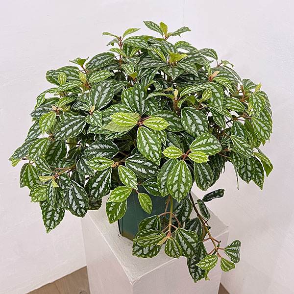 ピレア：カディエレイ6号鉢植え