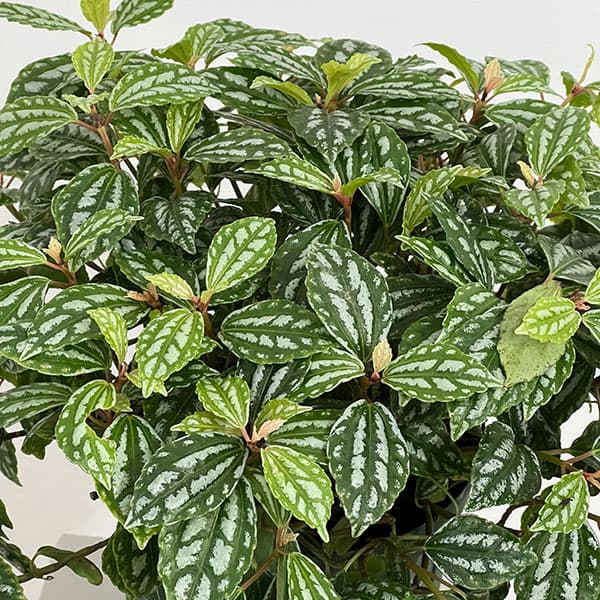 ピレア：カディエレイ6号鉢植え