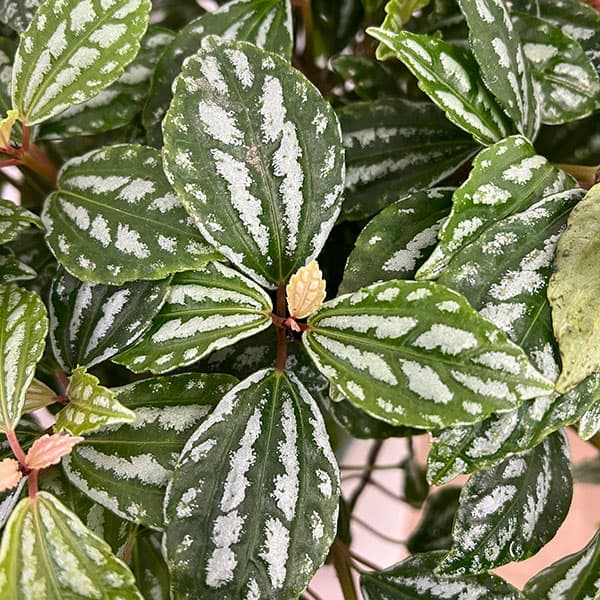 ピレア：カディエレイ6号鉢植え