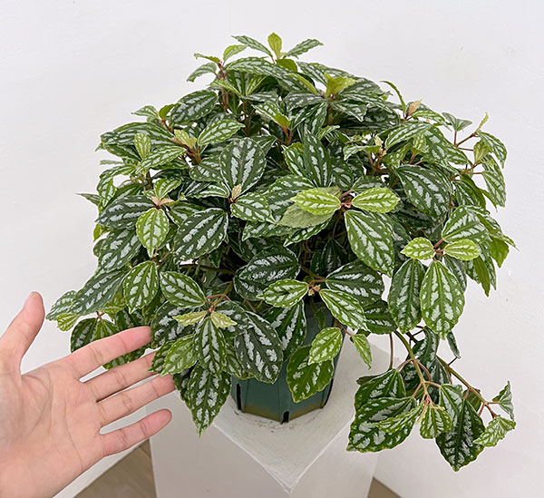 ピレア：カディエレイ6号鉢植え