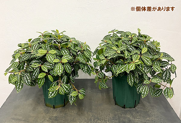 ピレア：カディエレイ6号鉢植え