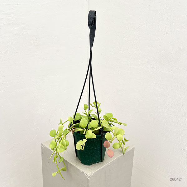 ディスキディア：フォルモサ　4.5号吊り鉢