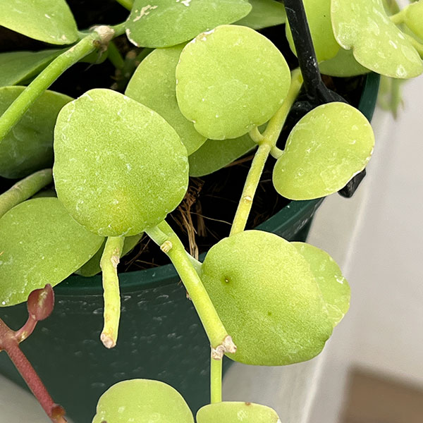 ディスキディア：フォルモサ　4.5号吊り鉢