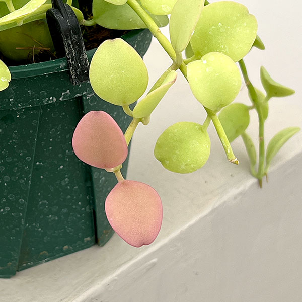 ディスキディア：フォルモサ　4.5号吊り鉢