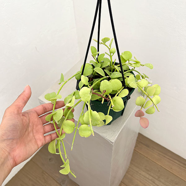 ディスキディア：フォルモサ　4.5号吊り鉢