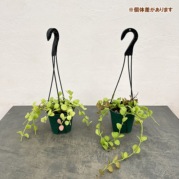 ディスキディア：フォルモサ　4.5号吊り鉢