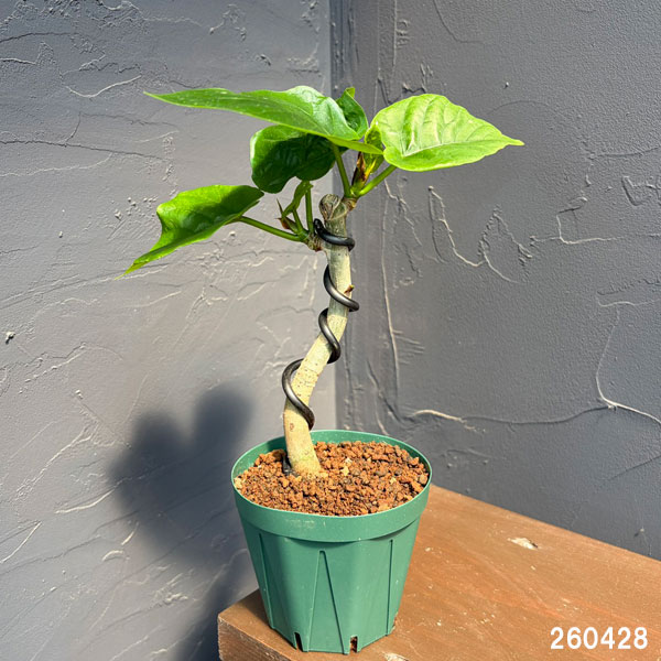 フィカス：ウンベラータ（曲げ仕立て）　3号鉢植え