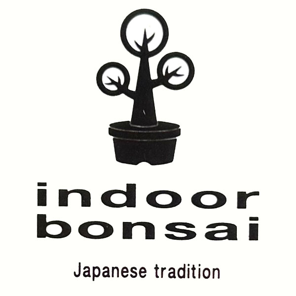 パキラ：グラブラ(実生・曲がり仕立て)　3号鉢植え