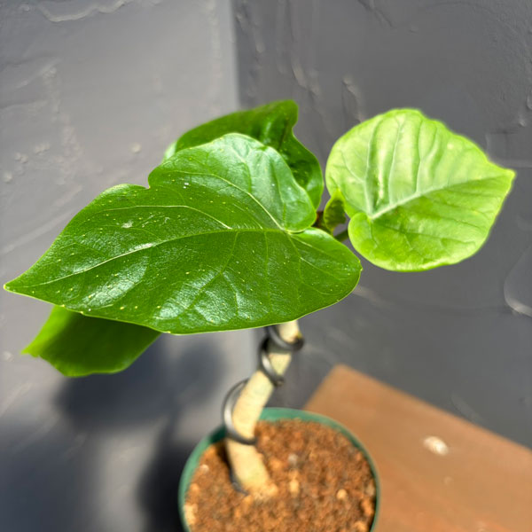 フィカス：ウンベラータ（曲げ仕立て）　3号鉢植え