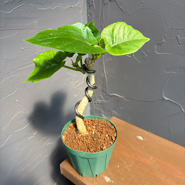 フィカス：ウンベラータ（曲げ仕立て）　3号鉢植え