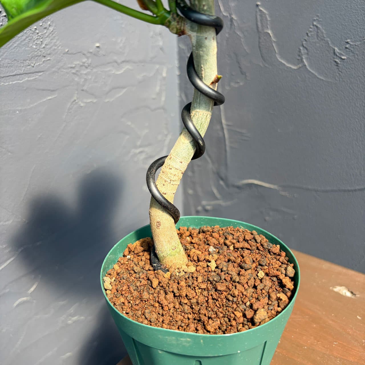 フィカス：ウンベラータ（曲げ仕立て）　3号鉢植え