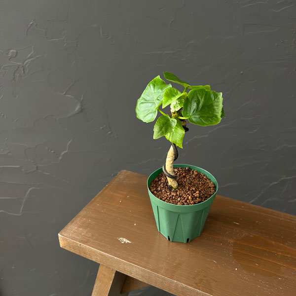 フィカス：ウンベラータ（曲げ仕立て）　3号鉢植え