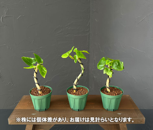 フィカス：ウンベラータ（曲げ仕立て）　3号鉢植え