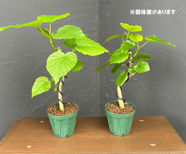 園芸ネット本店｜フィカス：ウンベラータ（曲げ仕立て） 3号鉢植え の