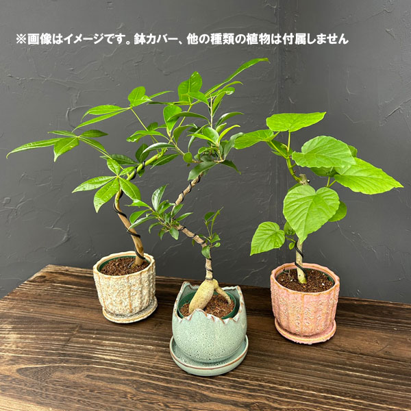 園芸ネット本店｜[アーリーサマーセール]フィカス：ウンベラータ（曲げ