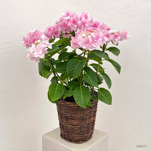 アジサイ：ふわり（ピンク）6号鉢植え／カゴ付き