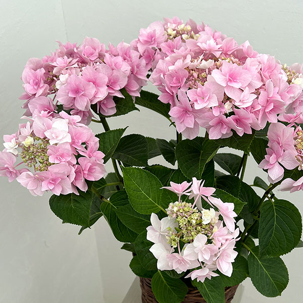 アジサイ：ふわり（ピンク）6号鉢植え／カゴ付き