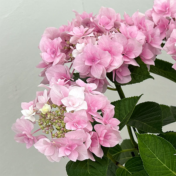 アジサイ：ふわり（ピンク）6号鉢植え／カゴ付き