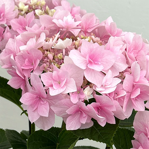 アジサイ：ふわり（ピンク）6号鉢植え／カゴ付き