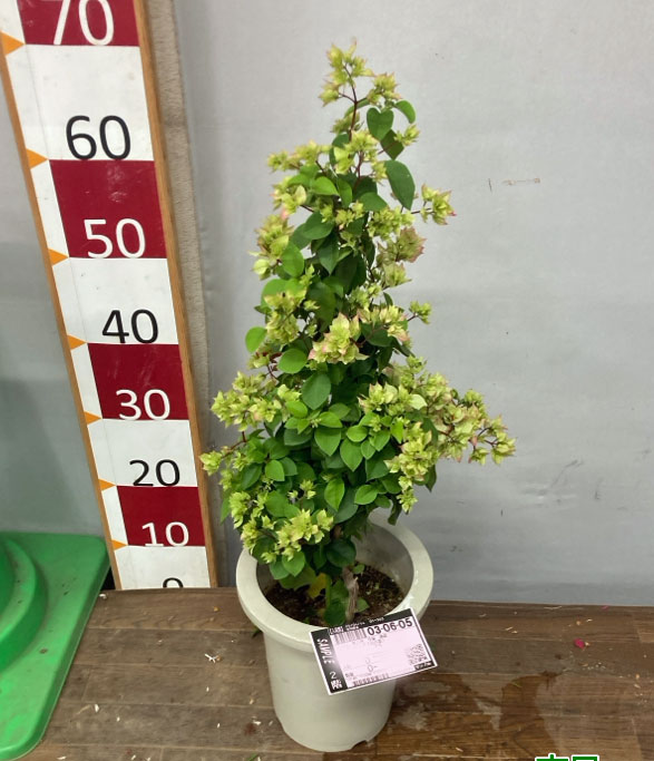 ブーゲンビリア八重咲き：ホワイト系7号鉢植え