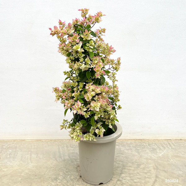 園芸ネット本店｜ブーゲンビリア八重咲き：ホワイト系7号鉢植え の通販