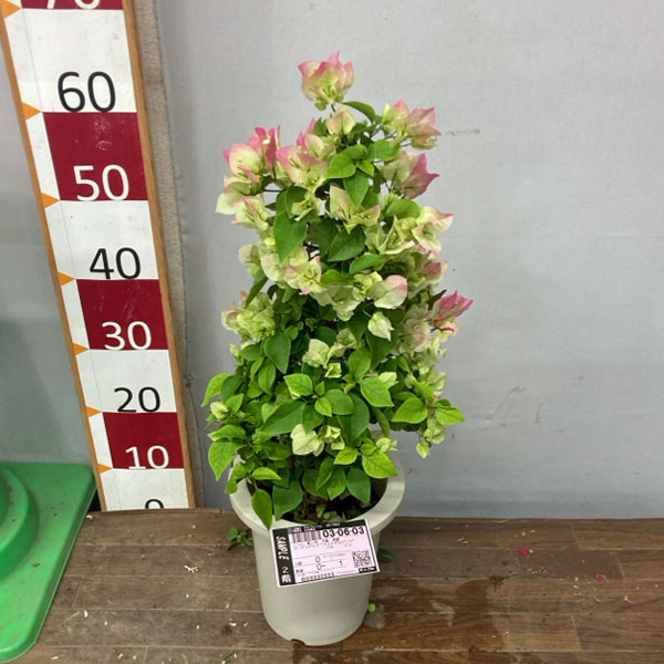 ブーゲンビリア八重咲き：ブライダルピンク7号鉢植え