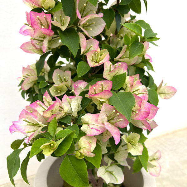 ブーゲンビレア　ブーゲンビリア　白＆ピンク　苗　花木　観葉植物。沖縄。山野草。緑 楽天市場】ブーゲンビリア ブライダルピンク 5号鉢苗() : 千草園芸