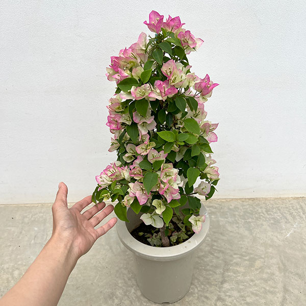園芸ネット本店｜ブーゲンビリア：ブライダルピンク7号鉢植え の通販