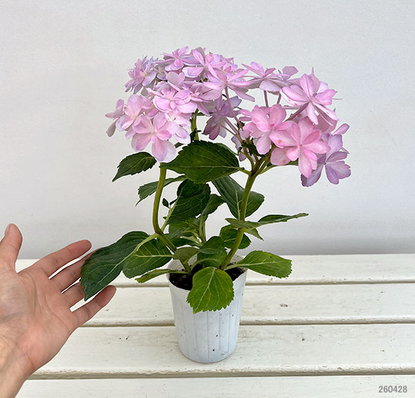 アジサイ：楽園（らくえん）3-3.5号ポット