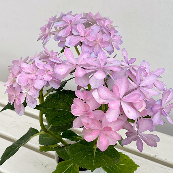 アジサイ：楽園（らくえん）3-3.5号ポット