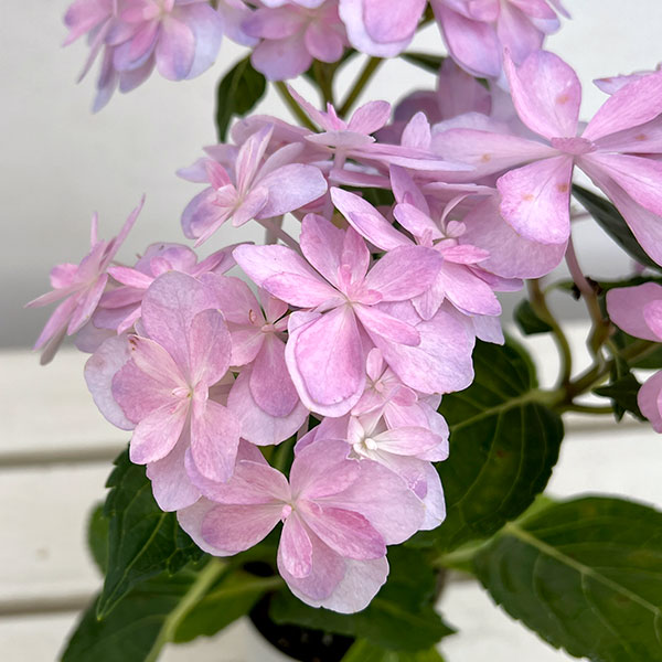 アジサイ：楽園（らくえん）3-3.5号ポット