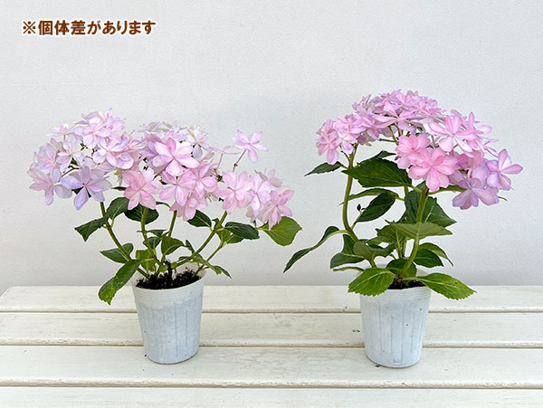 アジサイ：楽園（らくえん）3-3.5号ポット