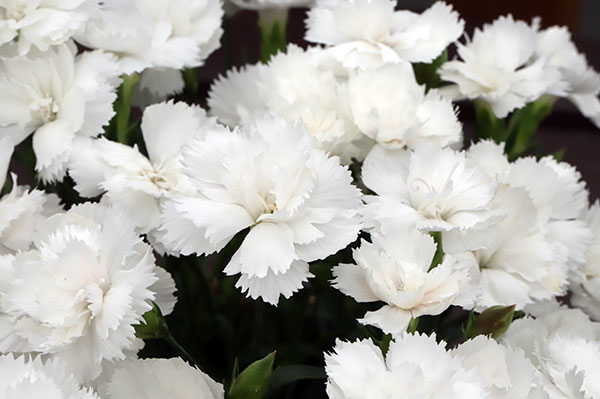 ナデシコ：シルキーホワイト3号ポット 3株セット