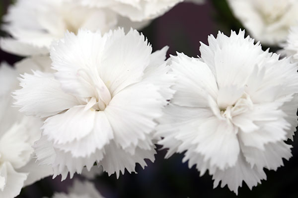 ナデシコ：シルキーホワイト3号ポット 3株セット