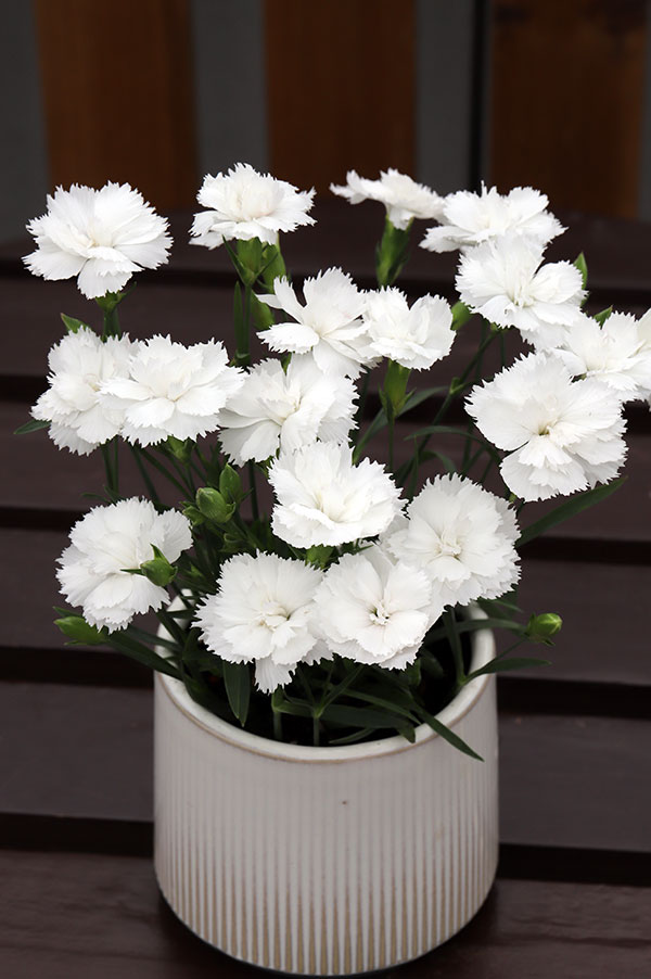 ナデシコ：シルキーホワイト3号ポット 3株セット