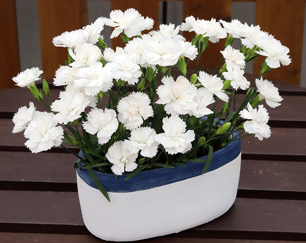 ナデシコ：シルキーホワイト3号ポット 3株セット