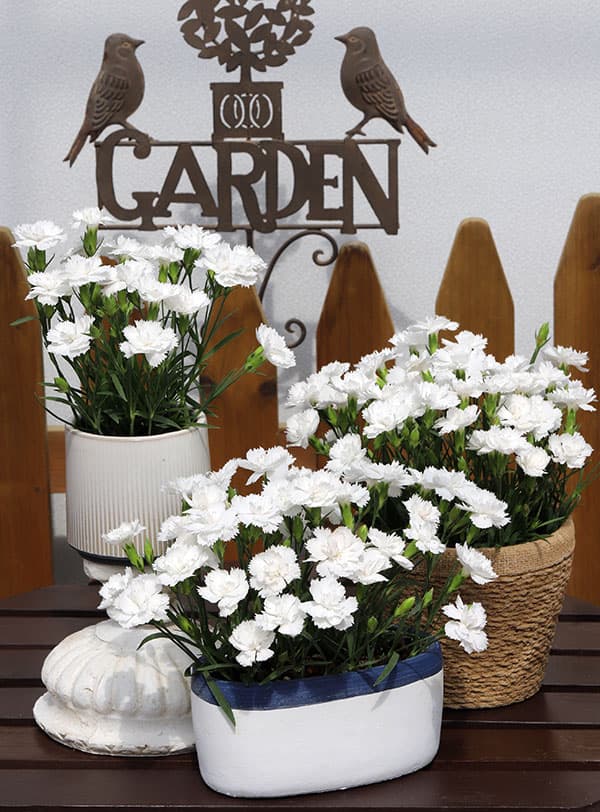 ナデシコ：シルキーホワイト3号ポット 3株セット