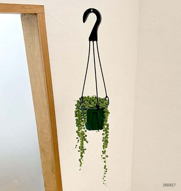 グリーンネックレス　4号吊り鉢