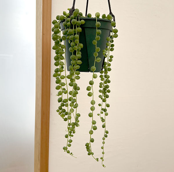 グリーンネックレス　4号吊り鉢