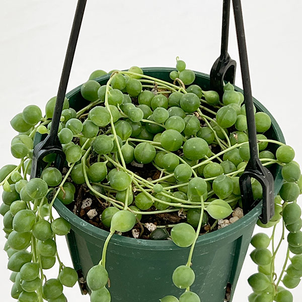 グリーンネックレス　4号吊り鉢